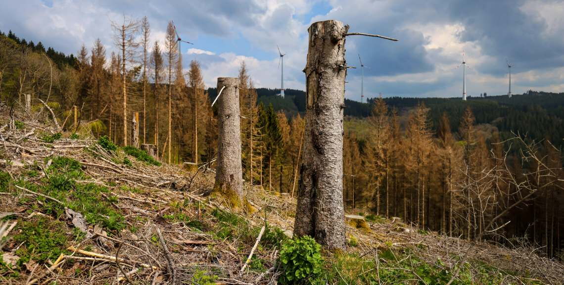 Dieser Fichtenwald ist dem Klimawandel, Orkanen und dem Borkenkäfern erlegen. Solche Flächen eignen sich oft gut für den Bau von Windparks.