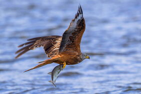 Rotmilan mit Beute: Wo der bedrohte Greifvogel lebt, dürfen keine Windparks gebaut werden.