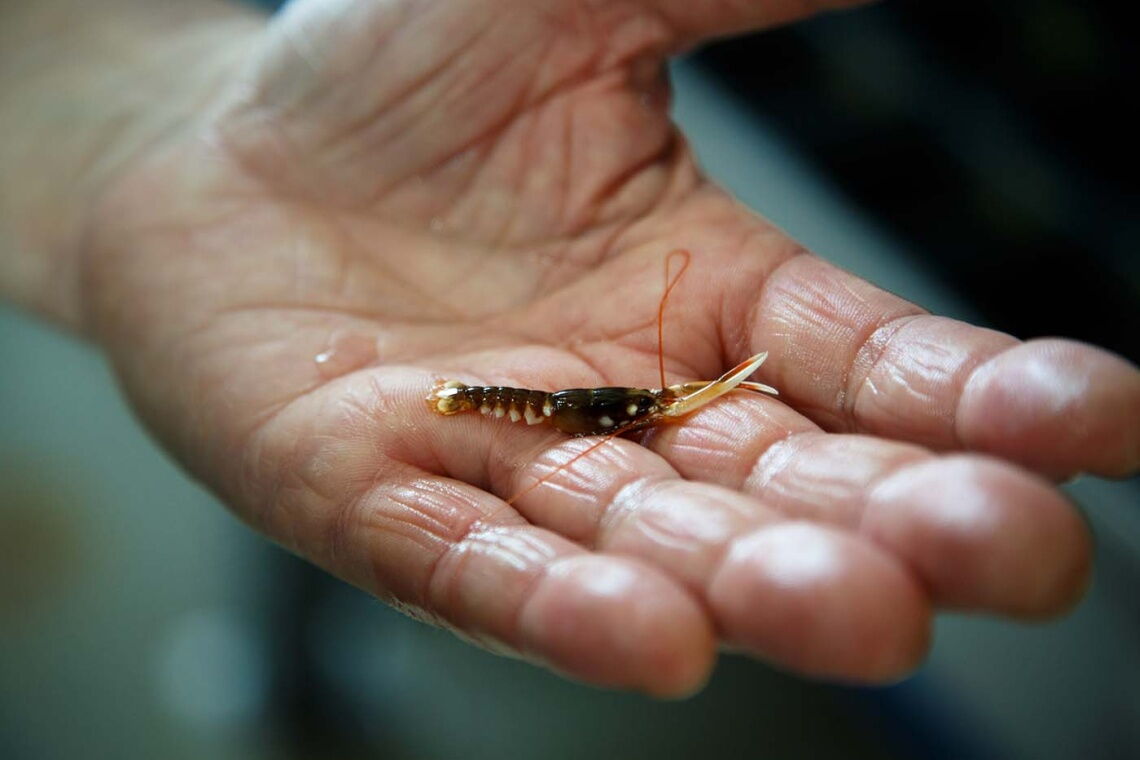 Hummer-Baby in der Hummer-Aufzuchtstation auf Helgoland: Tausende Tiere werden in Offshore-Windparks ausgewildert.