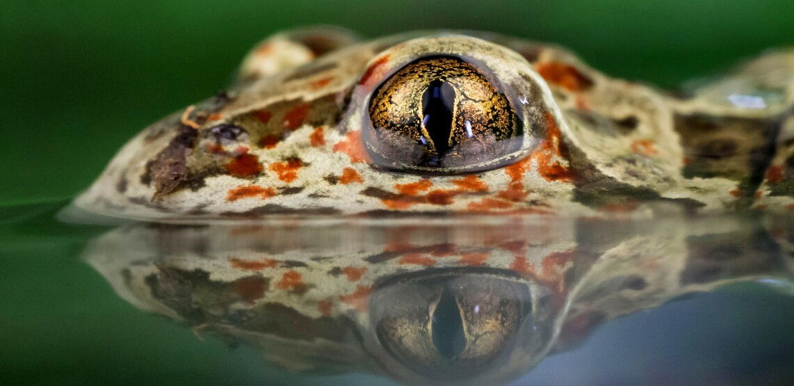 Eine männliche Knoblauchkröte schwimmt durch ein Gewässer in Bayern. Die Art gilt in Deutschland als stark gefährdet.
