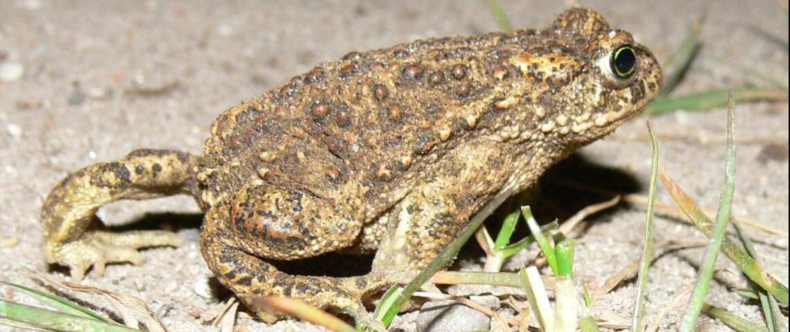 Die Kreuzkröte ist in Deutschland stark gefährdet. Für die Erweiterung eines Umspannwerks musste der Netzbetreiber 50 Hertz 2011 deshalb zahlreiche Kröten von einem Tümpel in einen anderen umsiedeln.