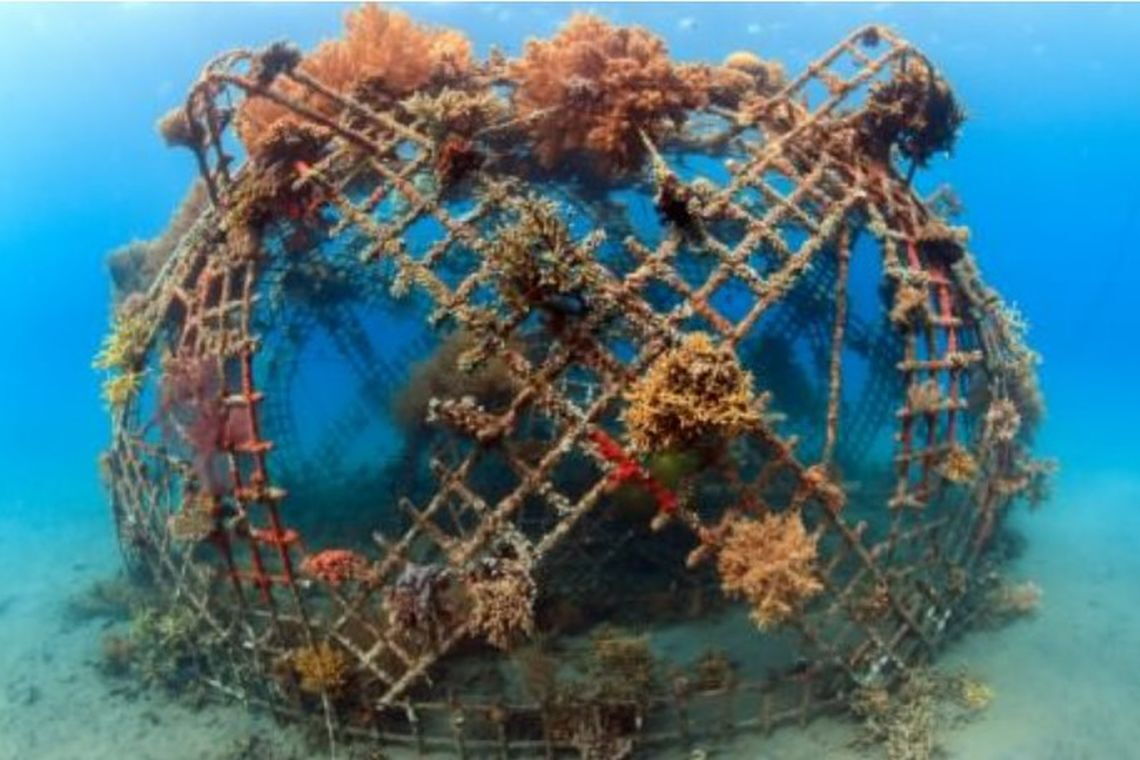 Biorock-Korallenriff vor der Küste Balis: Tom Goreau versucht weltweit, das Sterben der Korallen mit solchen künstlichen Riffen aufzuhalten.