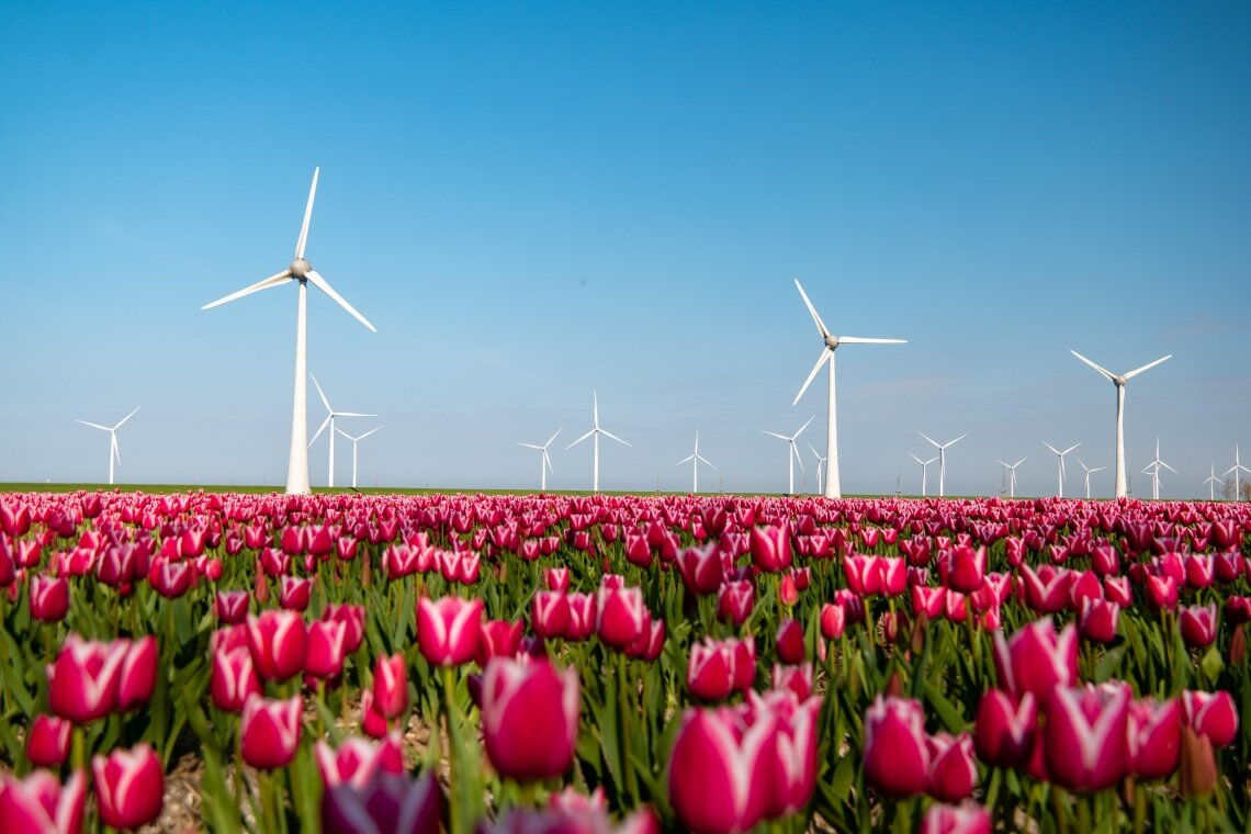 Tulpen und Windmühlen: Dieses Foto vereint die beiden wohl größten Klischees, die in Deutschland über Holland bestehen.