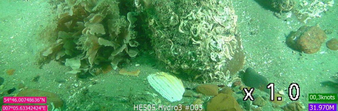 Livebild vom Meeresboden: Der Untergrund der Nordsee ist überwiegend sandig. Steine wie dieser bilden ein wichtiges Habitat für Pflanzen und Tiere.