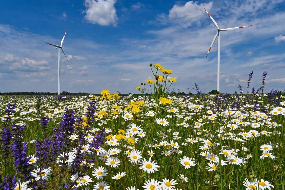Diese Windräder in Brandenburg erzeugen zwar Ökostrom, doch als Ökostrom vermarktet werden darf er nicht, solang die Windräder über das EEG gefördert werden. #doppelvermarktungsverbot