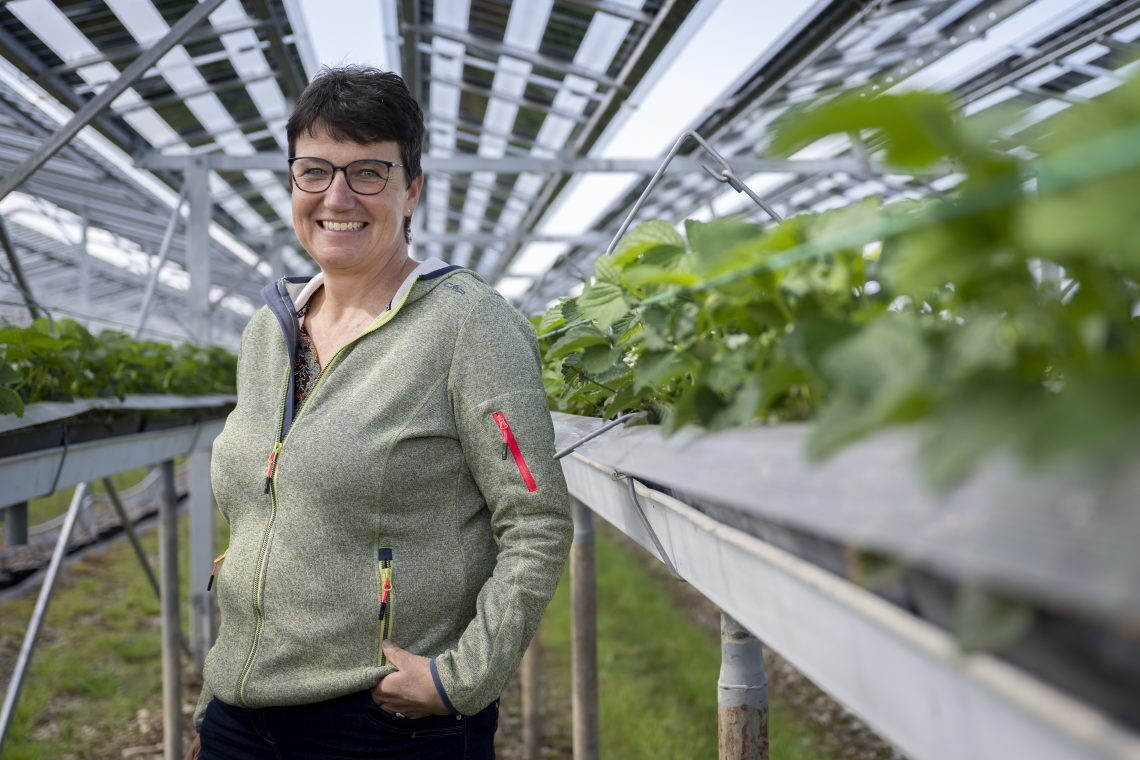 Agri-PV in der Schweiz: Sogenannte Bifaziale Solarmodule fangen das direkte Sonnenlicht auf der Vorderseite und das indirekte auf der Rückseite ein.ein