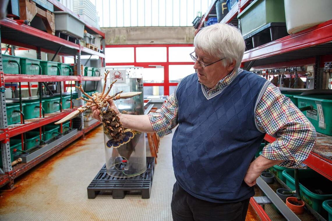 Hummer-Aufzuchtstation Helgoland: Heinz-Dieter Franke präsentiert mit geübtem Griff einen der Hummer.