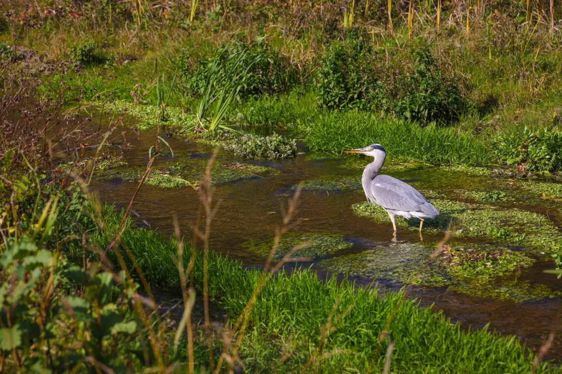 Graureiher an der Boye einem Nebenfluss der Emscher: Die Renaturierung des Gebiets gilt als großer Erfolg für die Biodiversität.