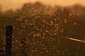 Mückenschwarm im Sonnenuntergang: Die Tiere spielen eine wichtige Rolle für den Erhalt ihrer Ökosystem – und letztlich für das Überleben des Menschen.