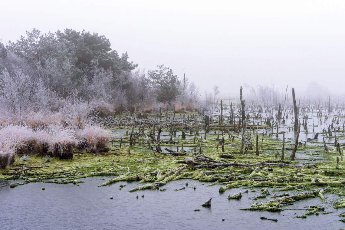 Goldenstedter Moor im Oldenburger Münsterland (Niedersachsen): Wiedervernässte Moore können viel CO2 speichern.