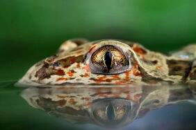 Die Knoblauchkröte gilt in Deutschland als stark gefährdet, ihr Lebensraum schwindet.