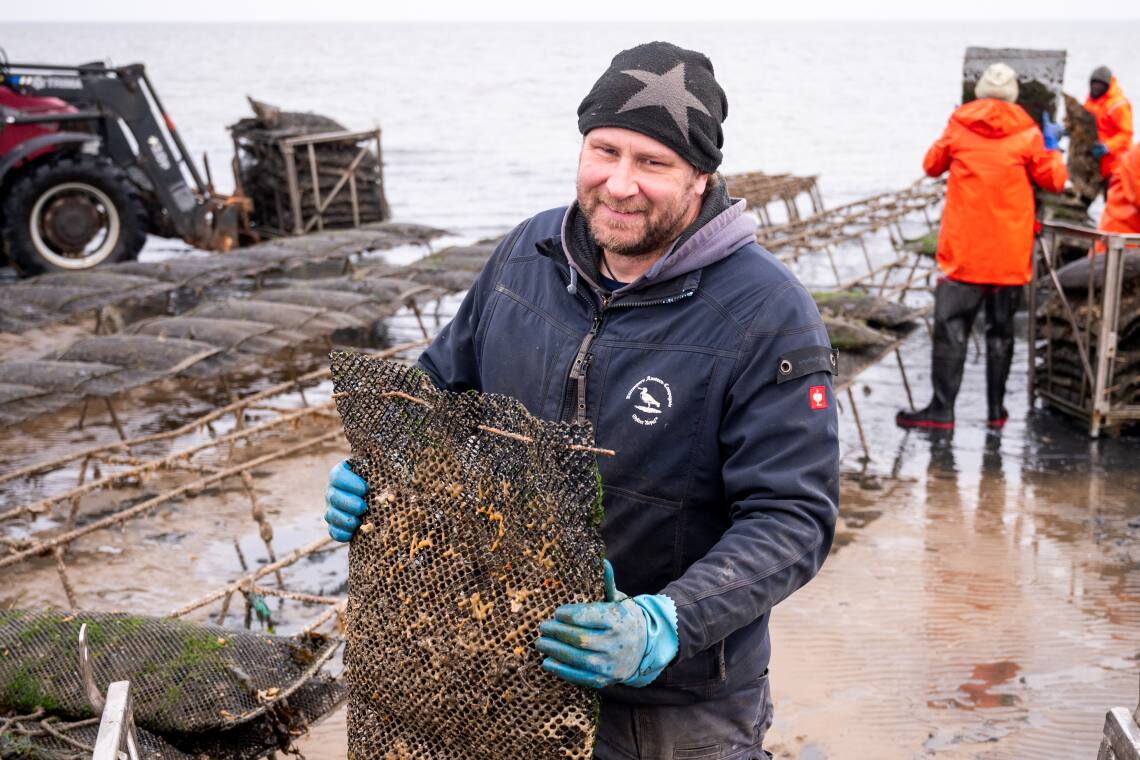 Die Europäische Auster war in der Nordsee einst weit verbreitet. Heute findet man sie nur noch selten. Ein Projekt in einem Offshore-Windpark soll das ändern.