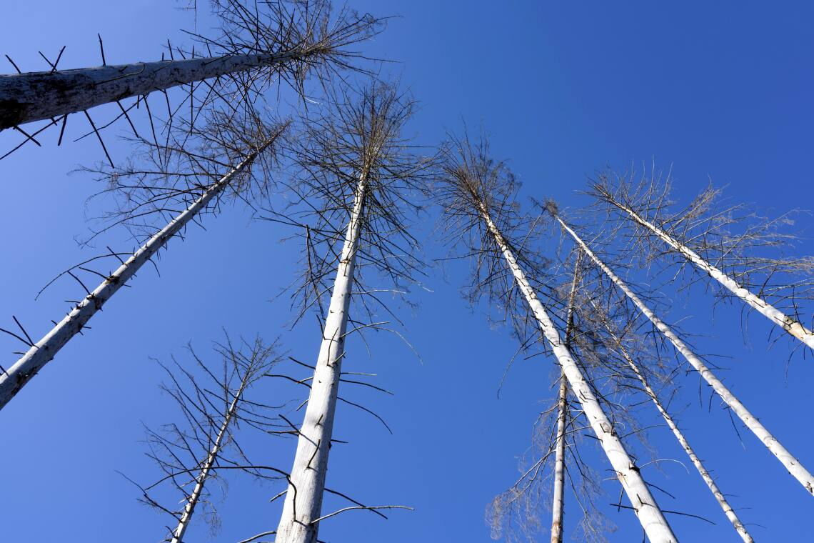 Abgestorbene Fichten in Hessen: Für Windräder auf Waldflächen werden oft kranke Bäume gerodet – und an anderer Stelle durch höherwertige Bäume ersetzt.