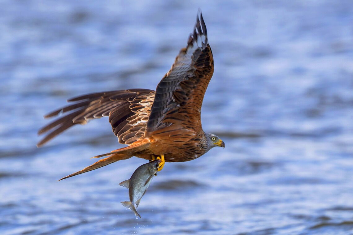 Rotmilan mit Beute: Wo der bedrohte Greifvogel lebt, dürfen keine Windparks gebaut werden.