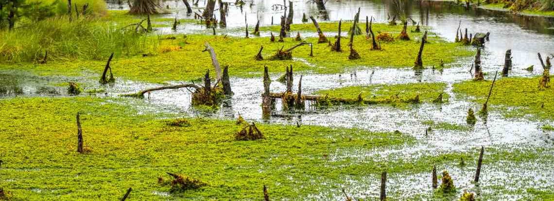 Moorlandschaft voller Torfmoose in Niedersachsen: Die Pflanzen speichern CO2 in großem Ausmaß.
