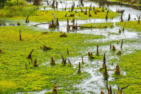 Moor in der Lüneburger Heide: Torfmoose binden beim Wachsen große Mengen CO2. Das macht sie für den Klimaschutz so wertvoll.