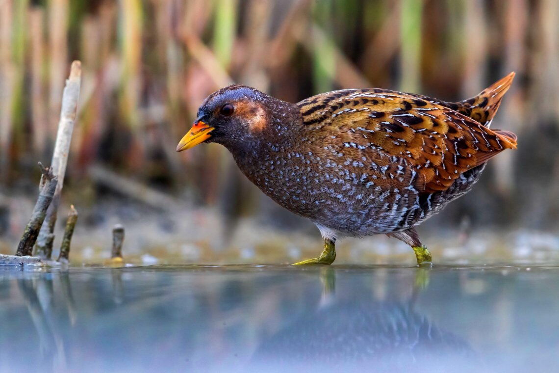 Das Tüpfelsumpfhuhn ist rar geworden in Deutschland. Bundesweit existieren nur noch 900 bis 1400 Brutpaare, schätzt der NABU.