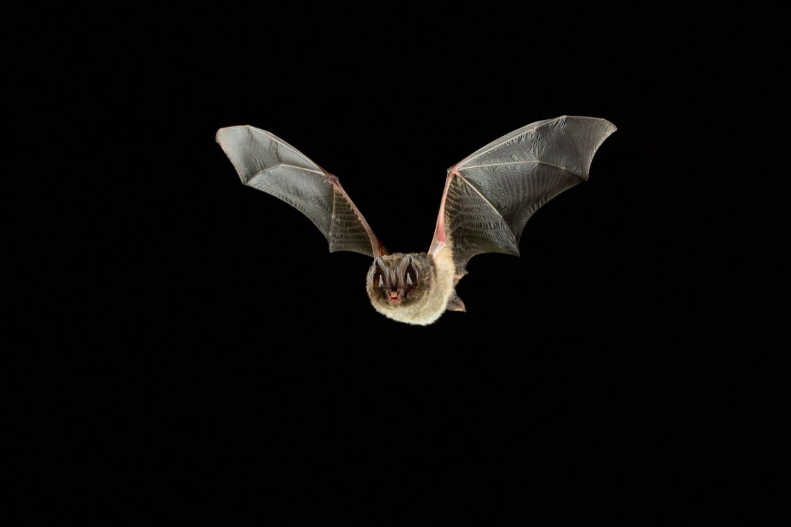 Die Mopsfledermaus zählt zu den seltensten Fledermausarten in Deutschland und ist akut vom Aussterben bedroht. Schuld daran sind vor allem Pflanzenschutzmittel in der Landwirtschaft.