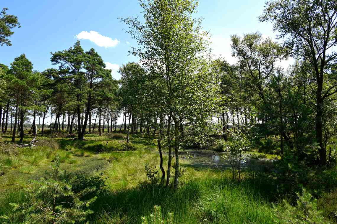Moorlandschaft in der Lüneburger Heide: Wiedervernässte Moore speichern große Mengen CO2, während sie trockengelegt CO2 freisetzen. Sie können effiziente Klimaschützer sein.