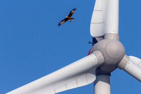 Rotmilan in Windradnähe: Verschiedene Hersteller erproben intelligente Systeme zur Vermeidung von Kollisionen