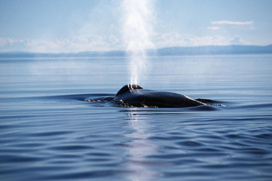 Blauwal vor der kanadischen Küste: Das größte Säugetier der Welt ist ein „Gärtner der Meere“ – es fördert mit seinen Ausscheidungen das Wachstum von Phytoplankton.