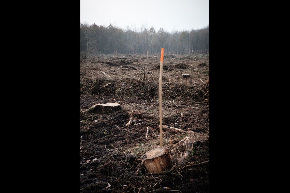 Aufforstung im Kottenforst bei Bonn: Wo früher Fichten standen, die der Trockenheit zum Opfer fielen, sollen Stieleichen gepflanzt werden.