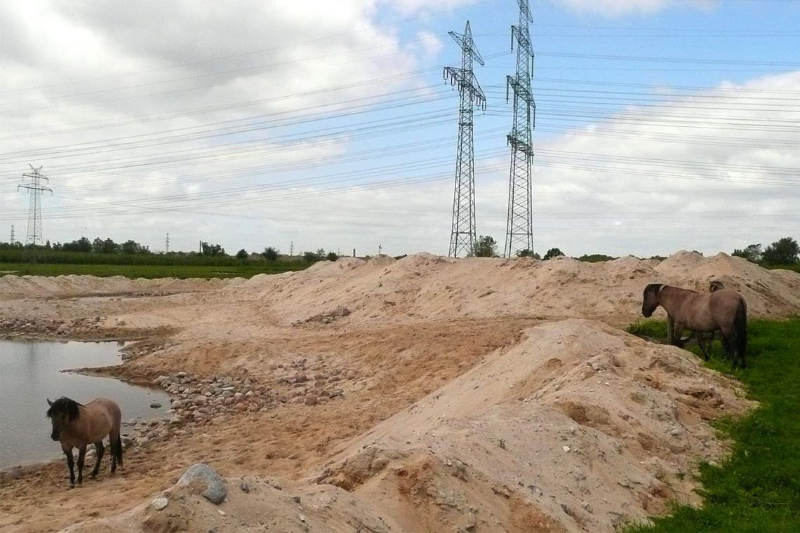 Naturschutzgebiet Glasmoor: In der ökologischen Ausgleichsfläche sinf fünf Konik-Pferde angesiedelt worden.