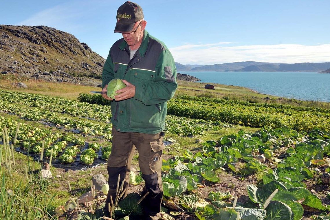 Gröndlands Bauern profitieren vom Klimawandel: Sie können Gemüse anbauen.
