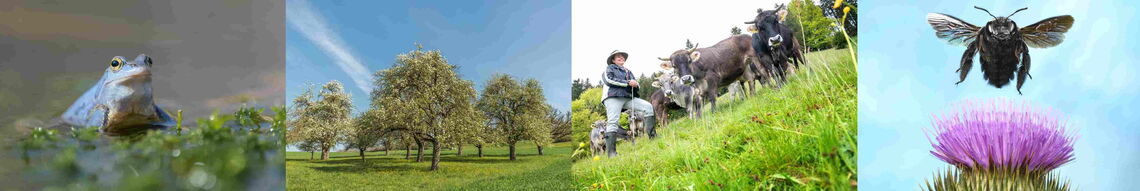 Wie Landwirte mit schonenden Verfahren die Biodiversität fördern: Vier vorbildliche Projekte, die Ackerbau, Viehzucht und Artenschutz vereinen. #artenvielfalt