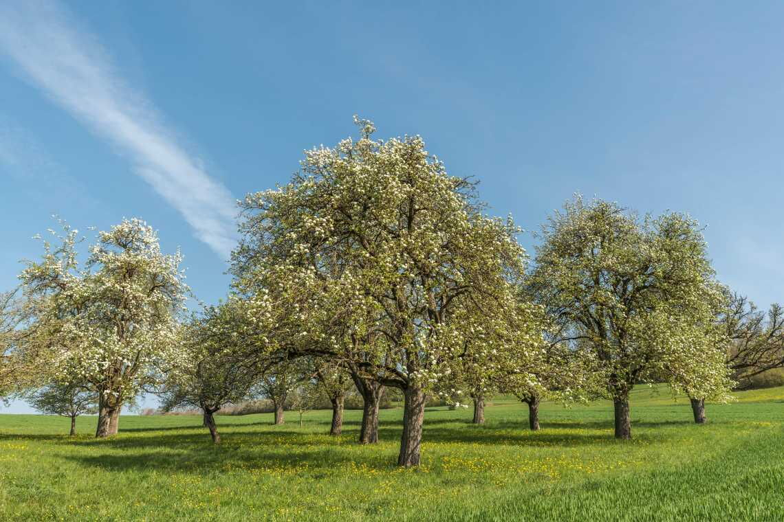 Streuobstwiese in Baden-Württemberg: Martin Geng zeigt, wie man Obst ohne Spritzmittel anbauen kann. Der Ertrag ist geringer, dafür gedeiht die Artenvielfalt.